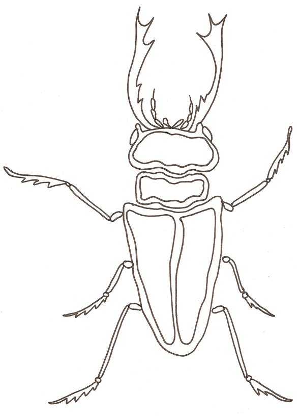 coloriage d'un cerf-volant
