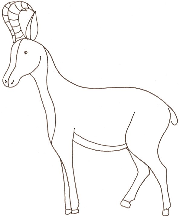 coloriage d'un chamois 
