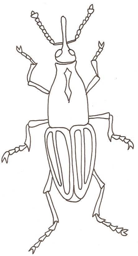 coloriage d'un charencon
