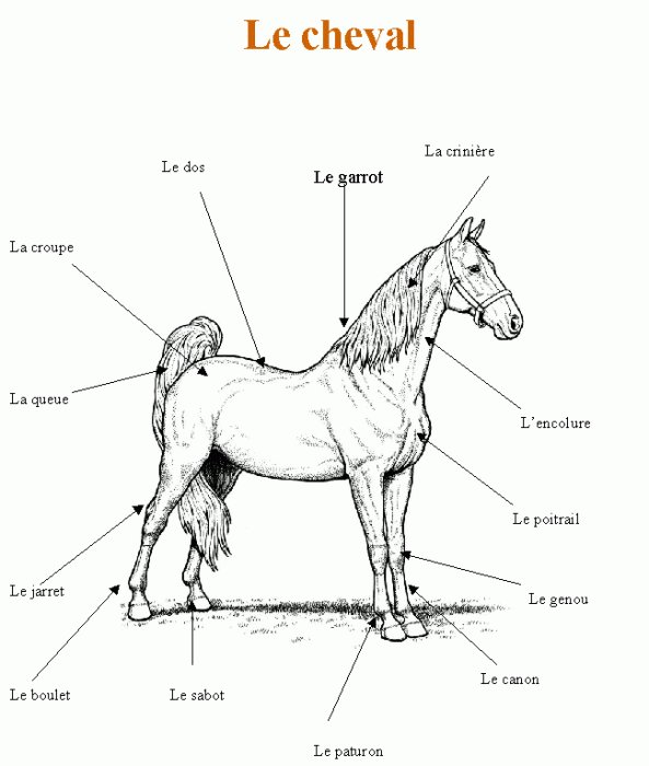 Coloriage d'une planche sur le cheval
