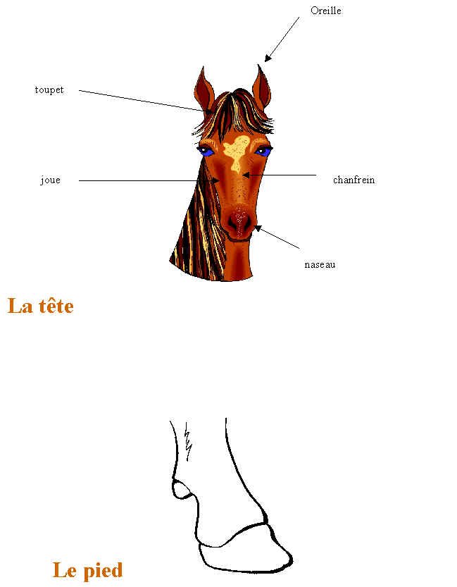 livre sur le cheval et les poneys 3
