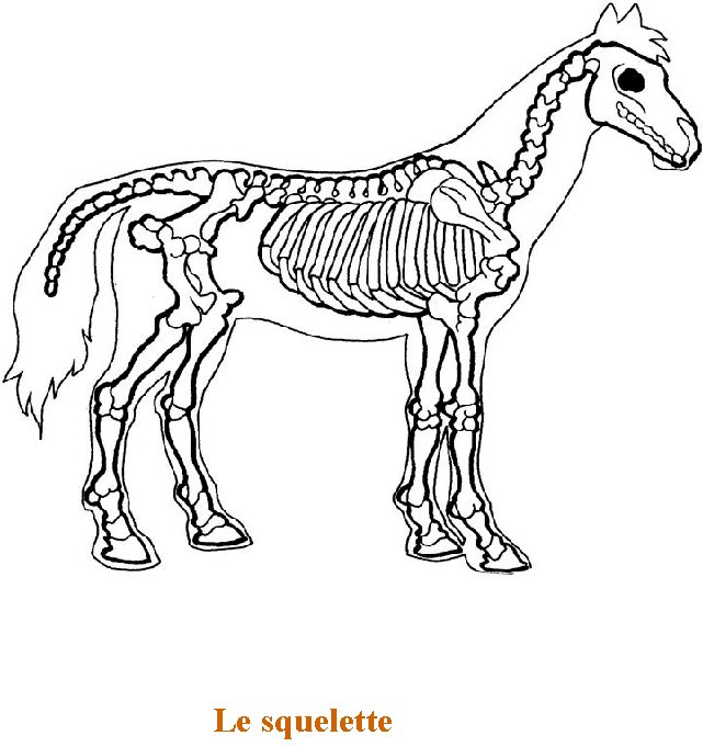 livre sur le cheval et les poney 4s
