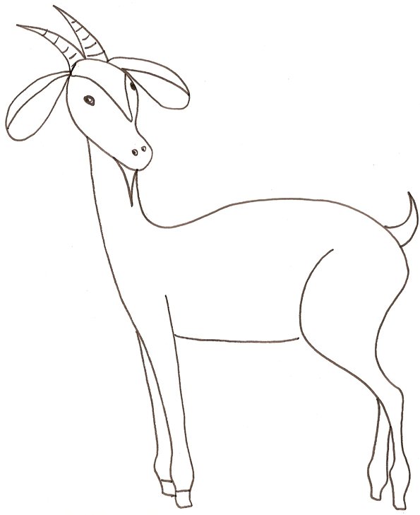 coloriage d'une chevre 
