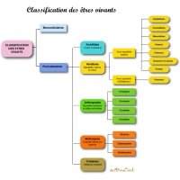 Tableau de synthèse présentant la classification animale