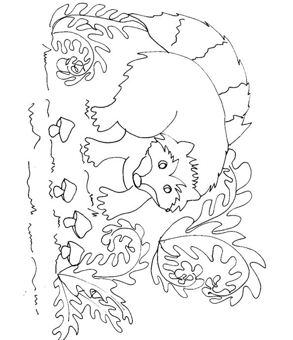 coloriage du raton dans les foug&egrave;res 
