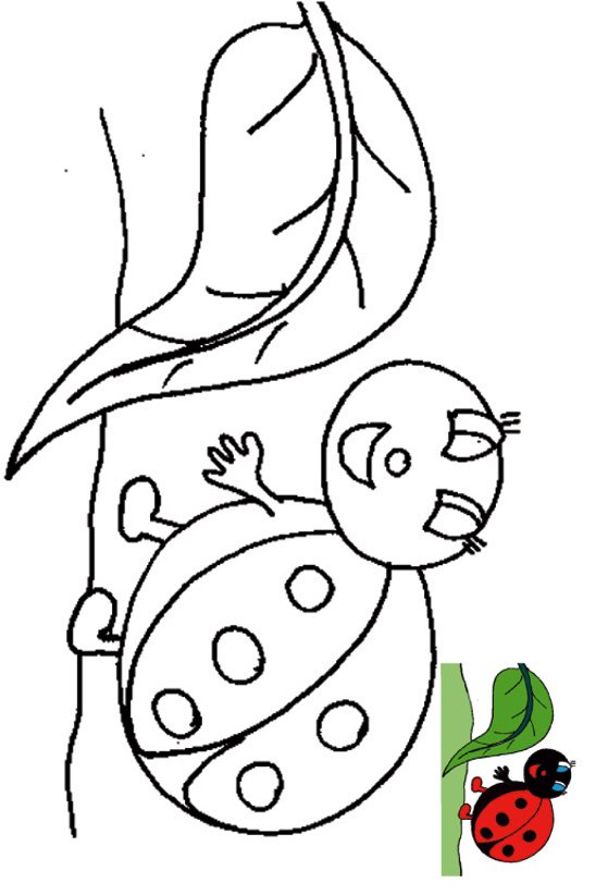 coloriage coccinelle b&eacute;b&eacute; avec mod&egrave;le
