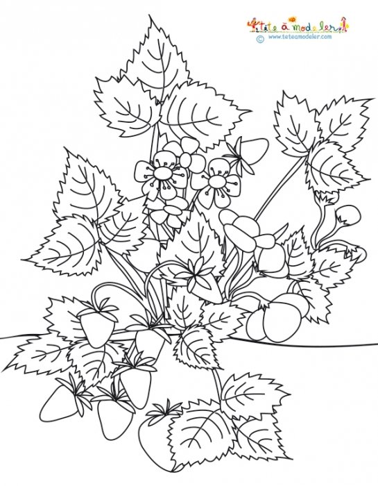 Coloriage fraisier : naissance des fraises