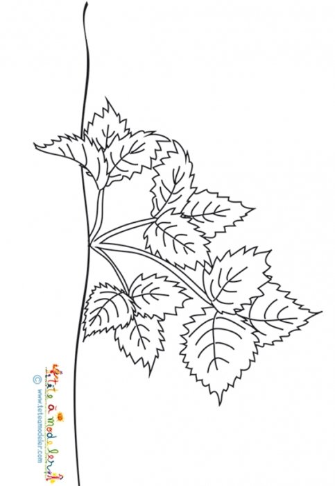 Fraisier en pleine croissance - coloriage 