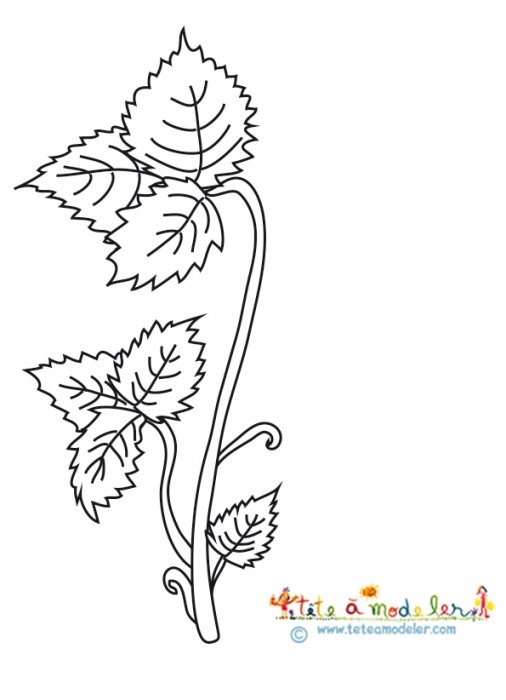 Le fraisier : naissance des feuilles