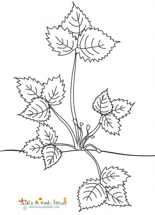 Le fraisier naissance des tiges à fleurs - coloriage