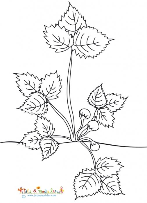 Coloriage fraisier : naissance des ballons