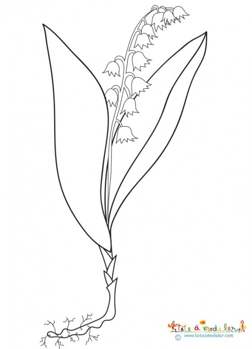 Coloriage d'un plant de muguet