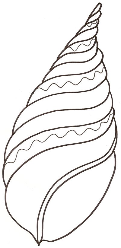 Coloriage d'un coquillage