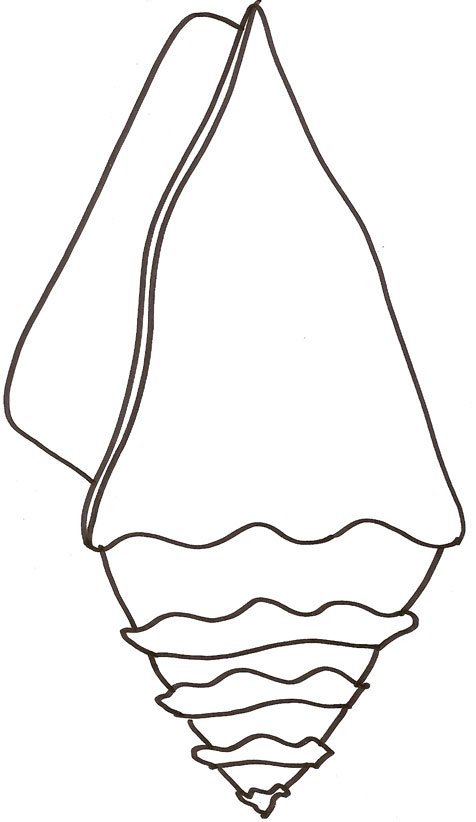 coloriage d'un coquillage 2