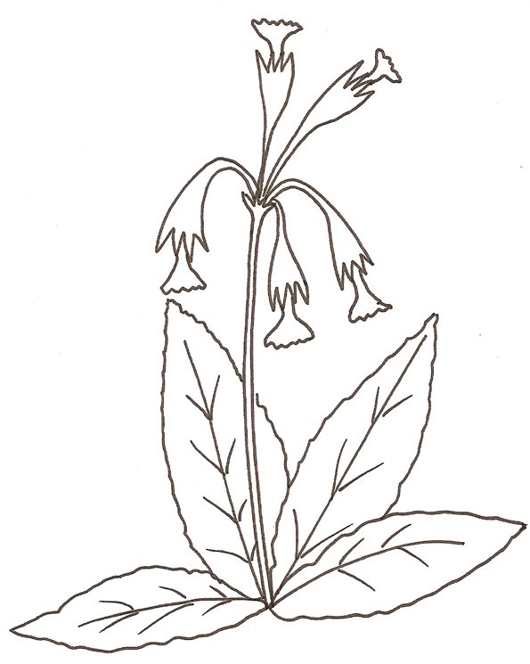 coloriage d'un coucou
