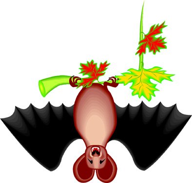 course aux photos - chauve souris
