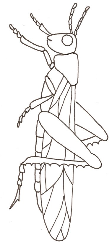 coloriage d'un criquet
