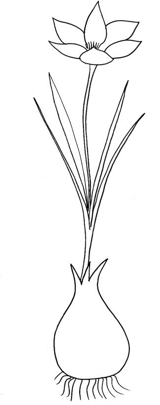 Imprimer le dessin d'un crocus