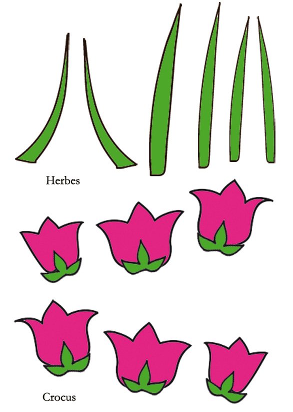 Crocus &agrave; imprimer 
