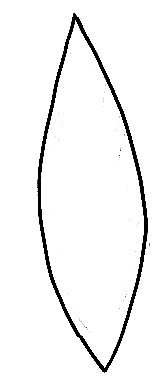 Imprimer le modèle de feuilles de palmier pour masque