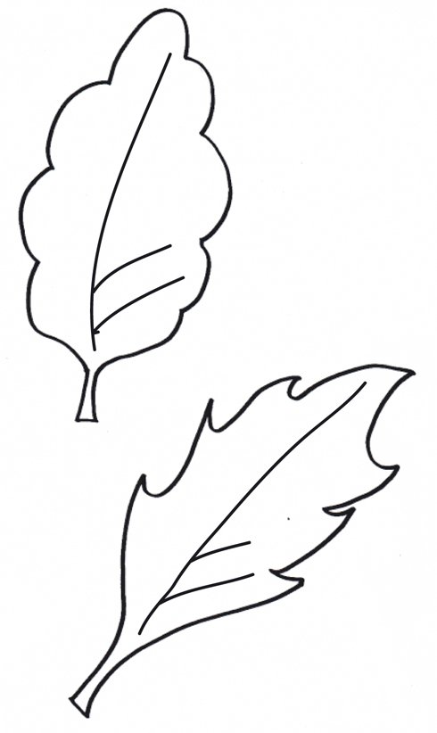 Activit&eacute; sur les feuille et graphisme
