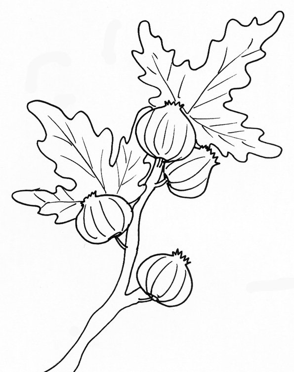 coloriage de figues sur la branche
