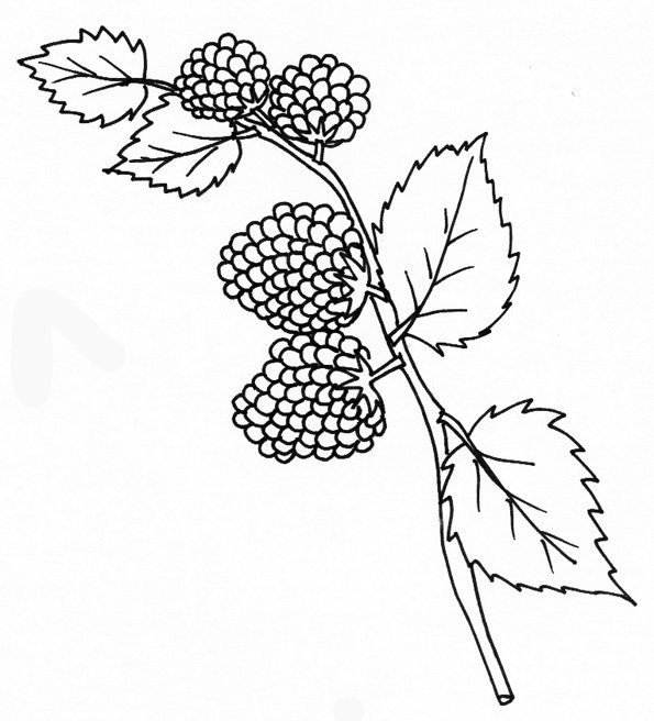 coloriage de framboises sur la branche
