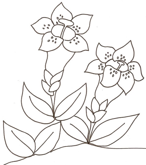coloriage d'une gentiane
