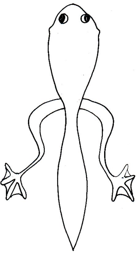 coloriage du t&ecirc;tard &agrave; pattes arri&egrave;res

