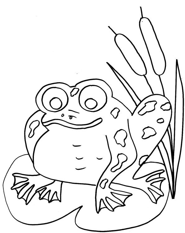 coloriage grenouille dans les roseaux
