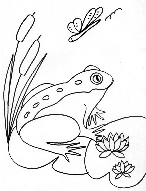 coloriage grenouille et le papillon
