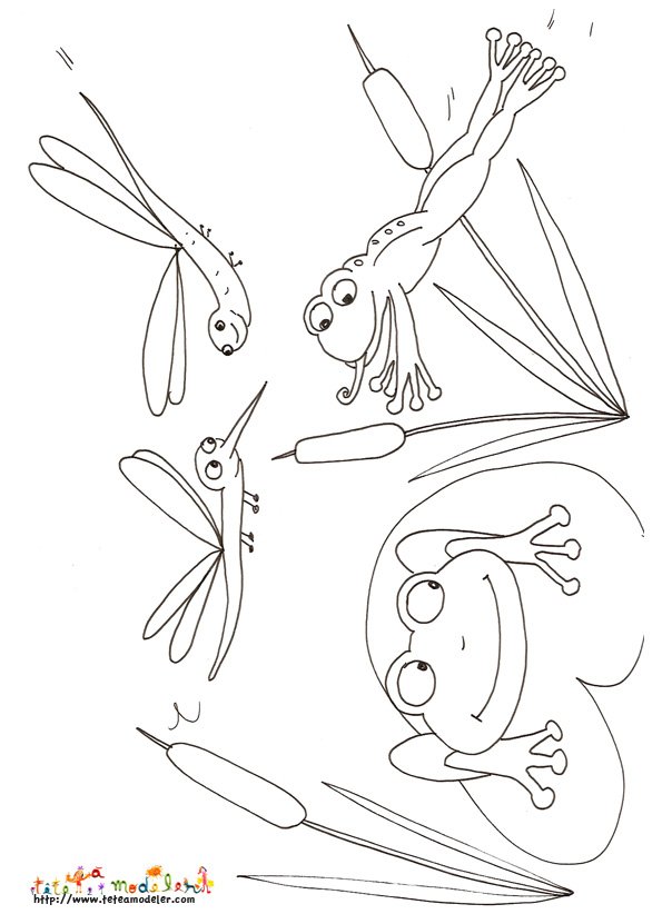 grenouille
