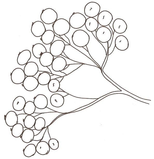 coloriage d'une groseille
