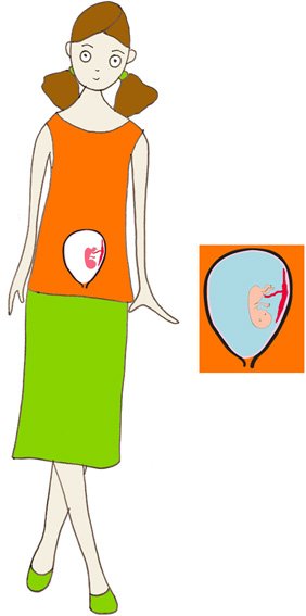 Place de bébé à 3 mois de grossesse 