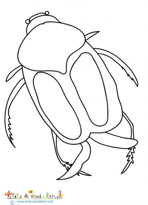 Coloriage d'un hanneton