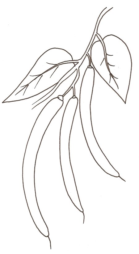 coloriage des haricots
