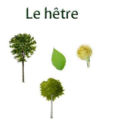 Imprimer la planche sur le hêtre pour un herbier des arbres 