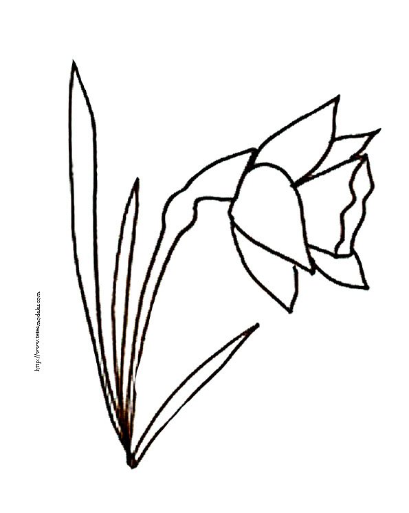 coloriage d'une jonquille