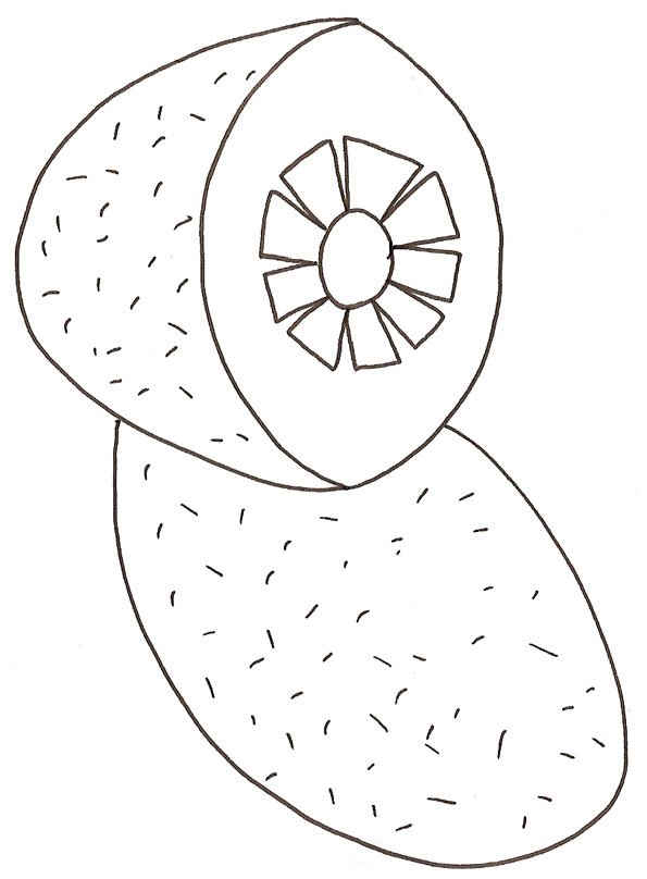 coloriage d'un kiwi 
