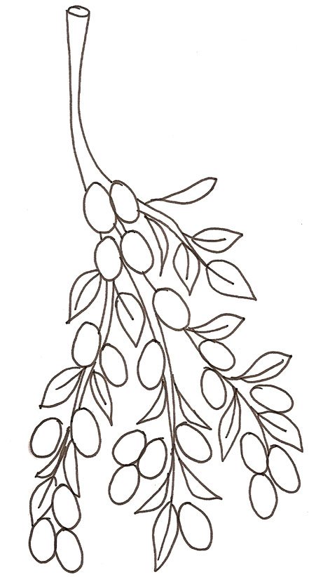 coloriage d'un kumquat 

