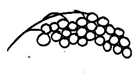 Imprimer le modèle de lychees pour masque