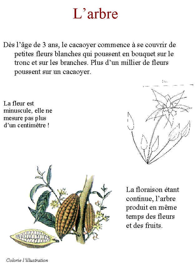 livre sur le cacao page 2
