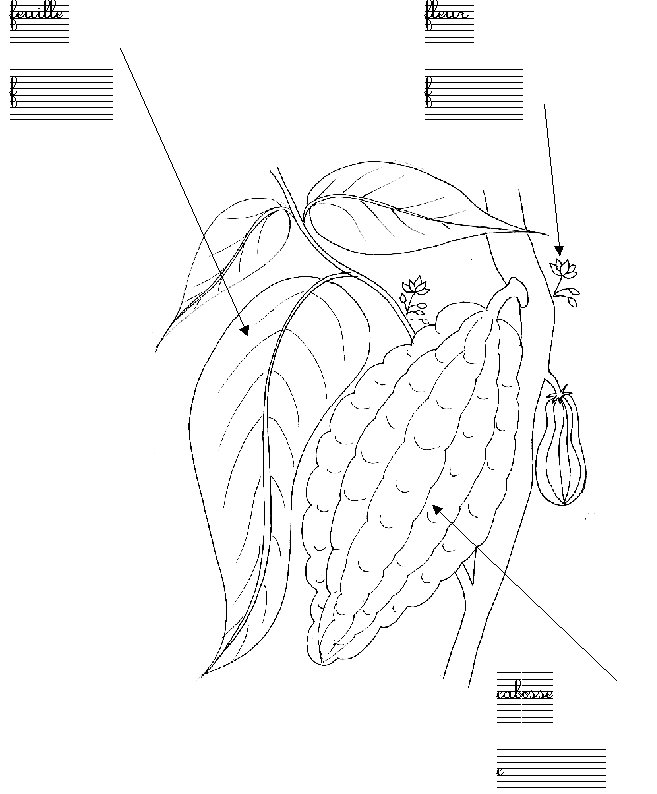 livre sur le cacao page 3
