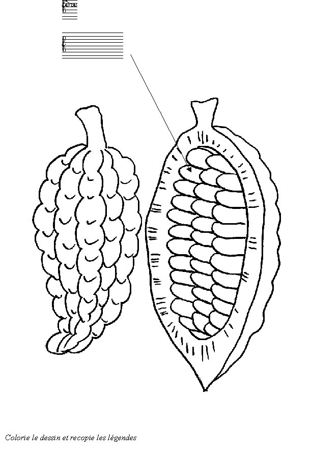 livre sur le cacao page 5
