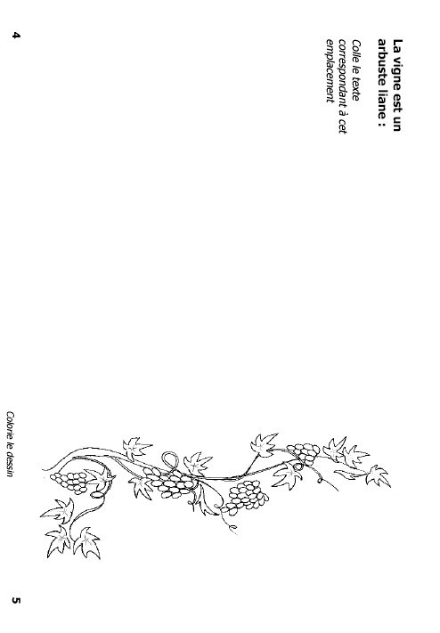 Mini livre sur la vigne page 2

