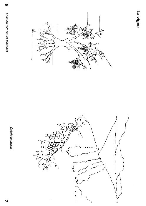 Mini livre sur la vigne page 3
