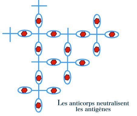 anticorps libres