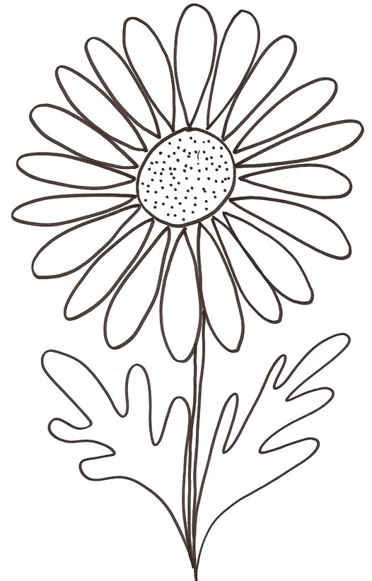 coloriage d'une marguerite
