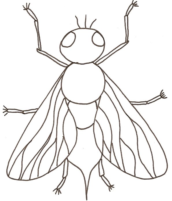 Coloriage d'une mouche