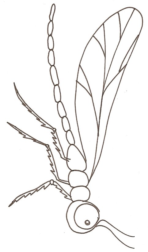 coloriage d'un moustique demoiselle
